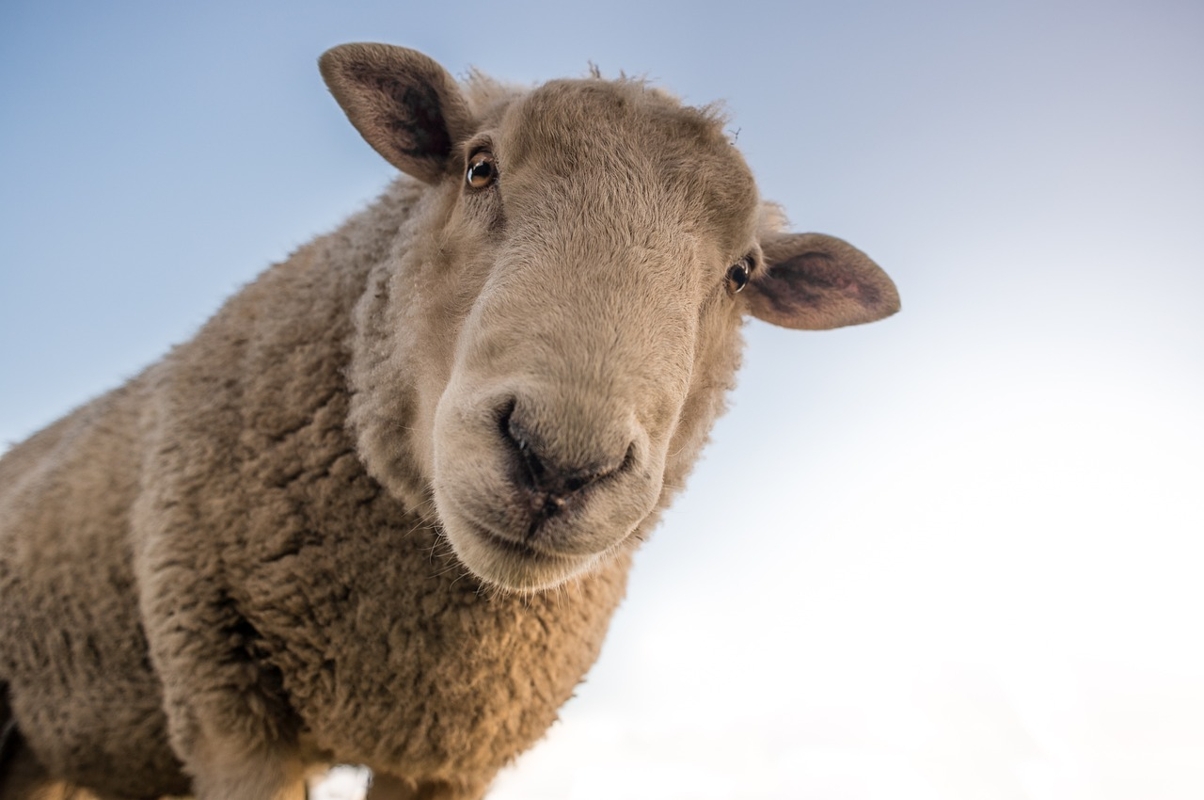 Mouton