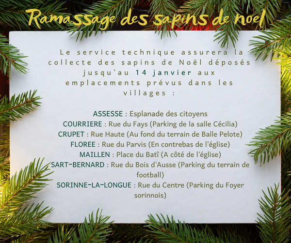 Ramassage des sapins de noel(5)
