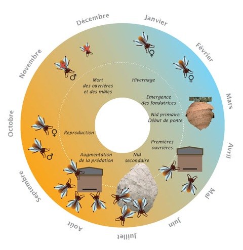 biodiversite.wallonie