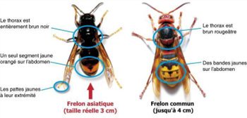 frelon 1