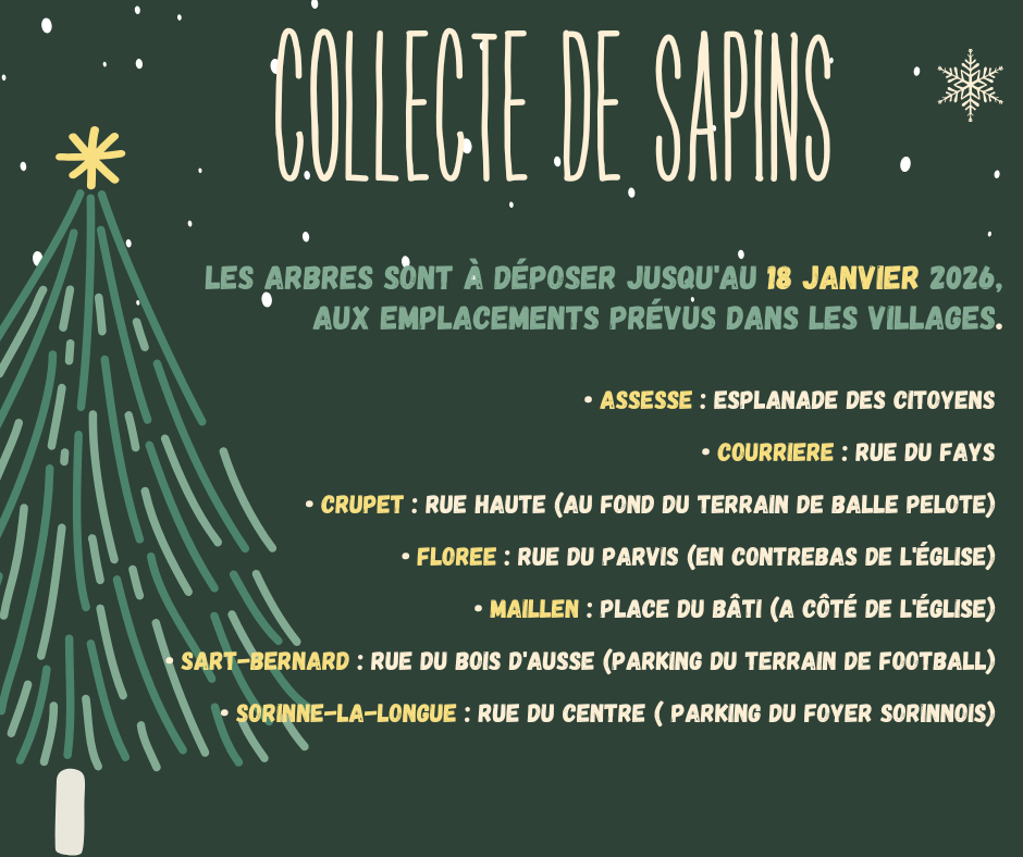 collecte de sapins