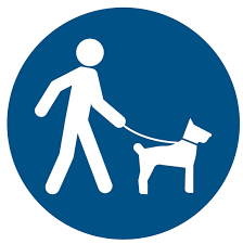 chien laisse