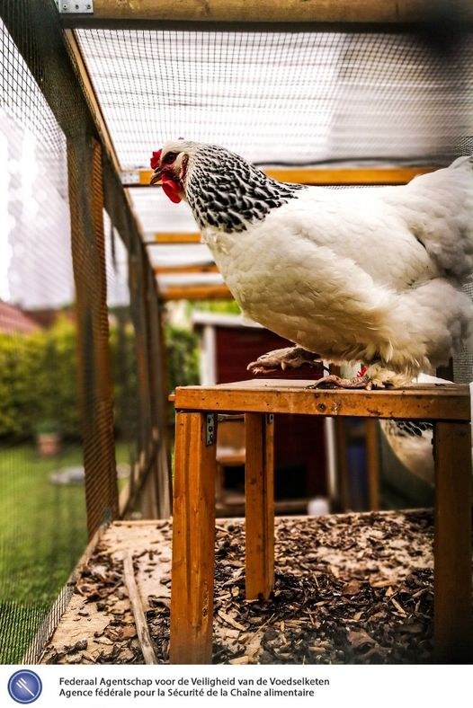 grippe aviaire