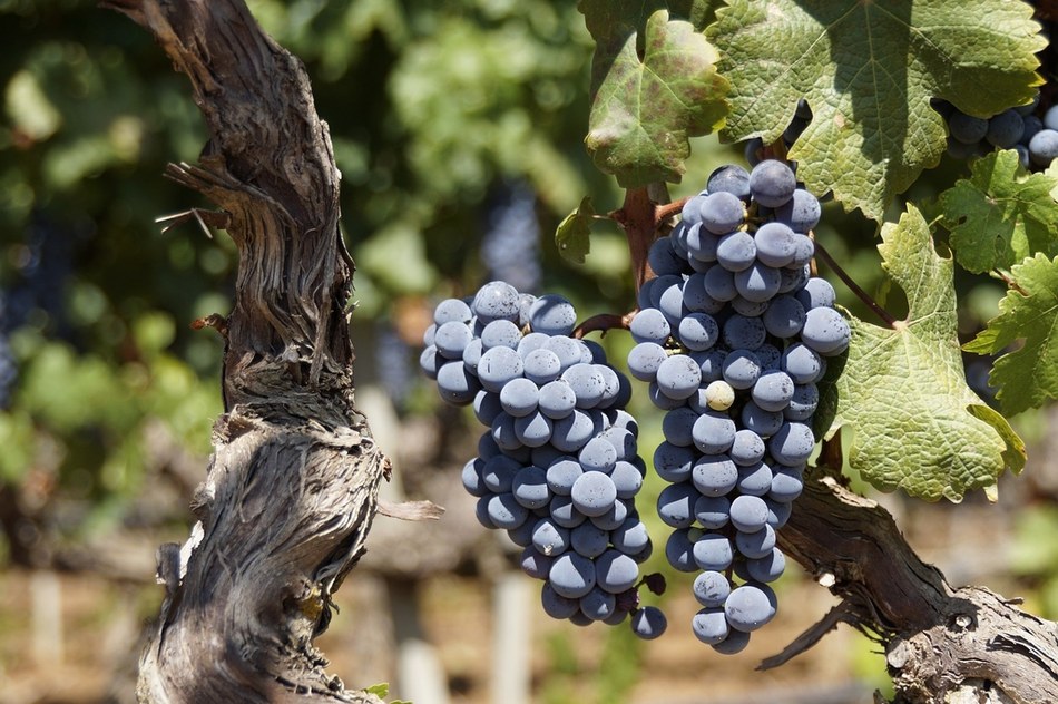 grape 2783147 1280