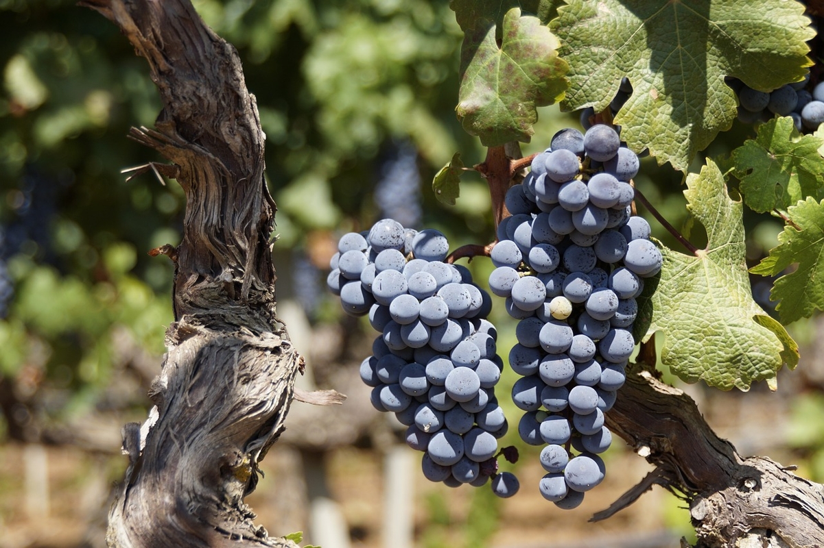 grape 2783147 1280