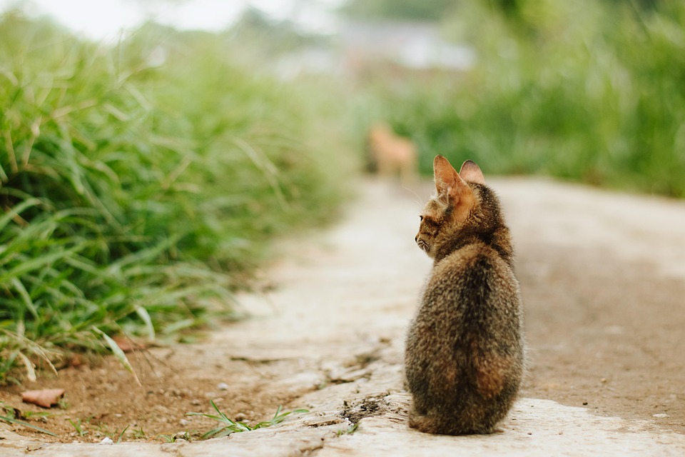 chat seul