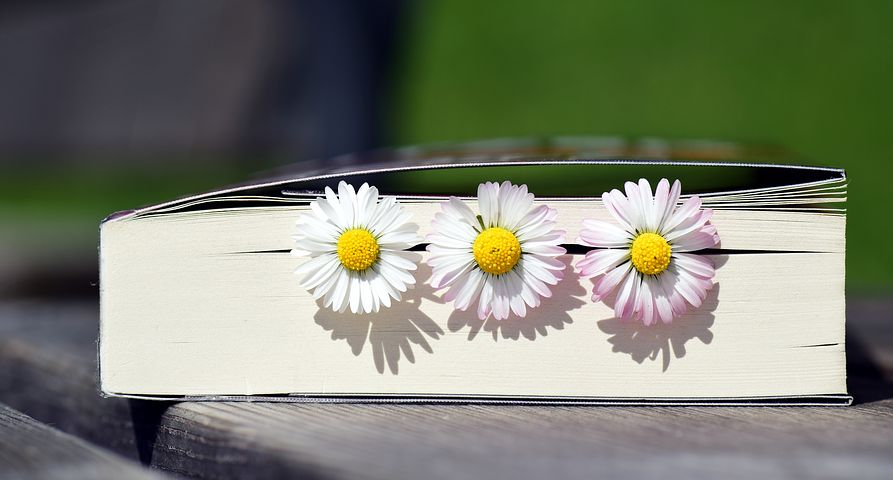 marguerite