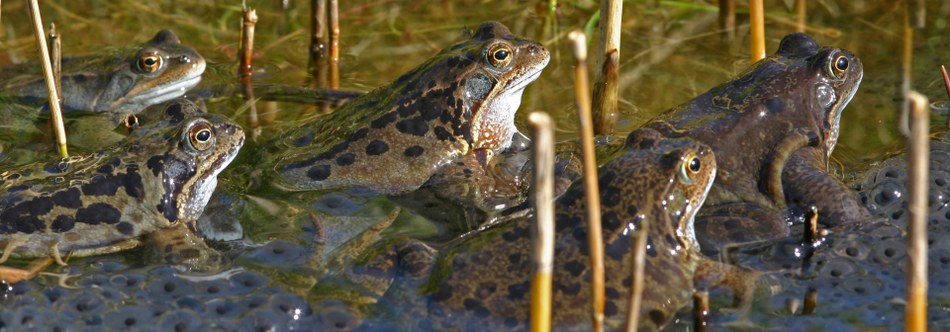 ©Daniel Steenhaut  grenouilles light (54)