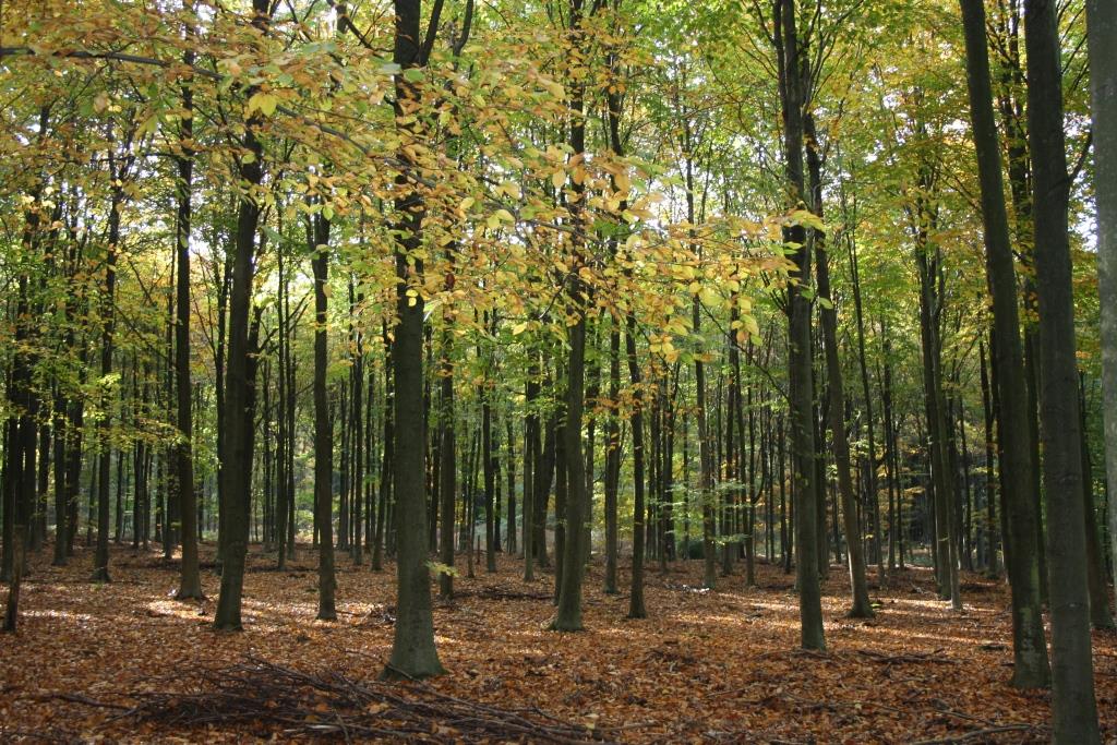 Bois en automne  ©OTA.JPG