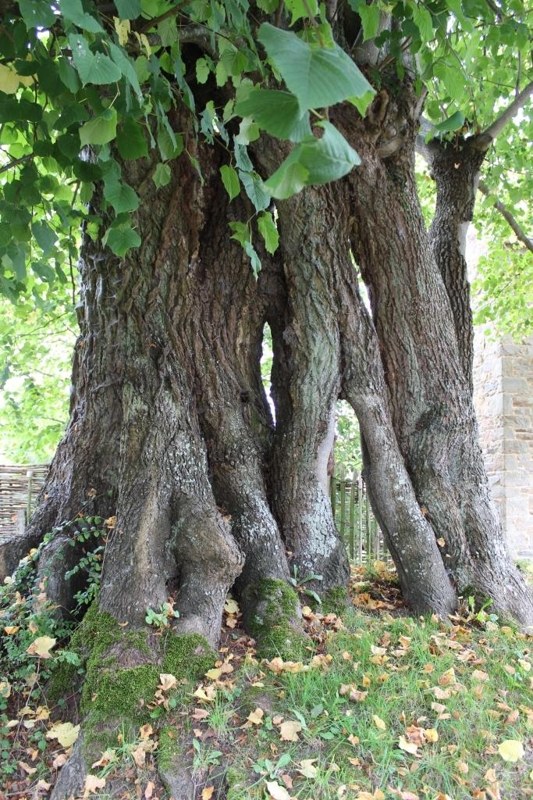 Florée - Tilleul de Maibelle ©OTA.JPG