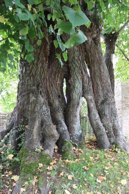 Florée - Tilleul de Maibelle ©OTA.JPG