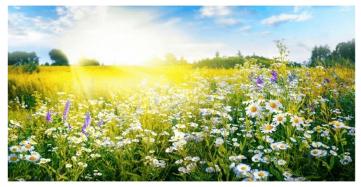 Image juillet newsletter
