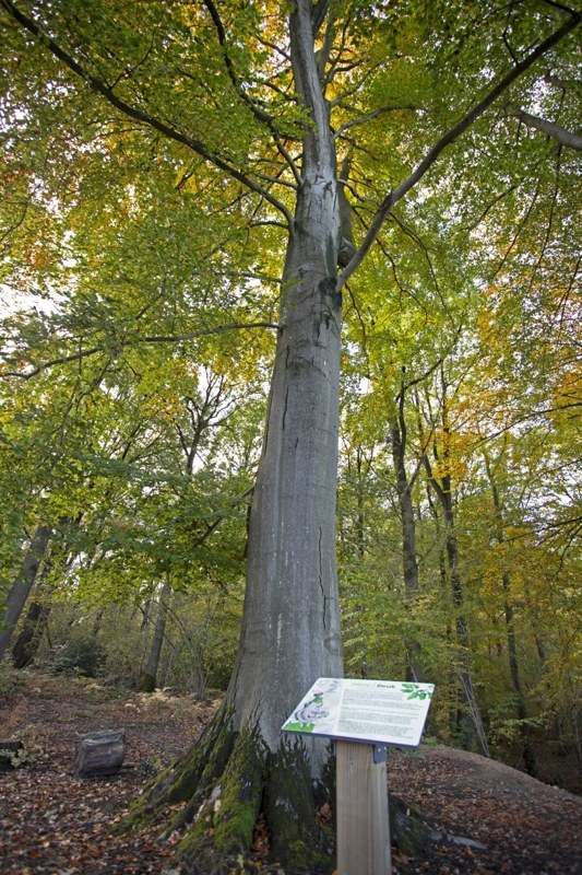Panneau arboretum bois did Courrière 2020 - D. Steenhaut - light.jpg