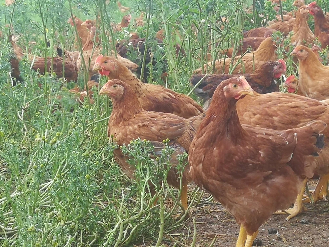 Poulets Corioule.jpg
