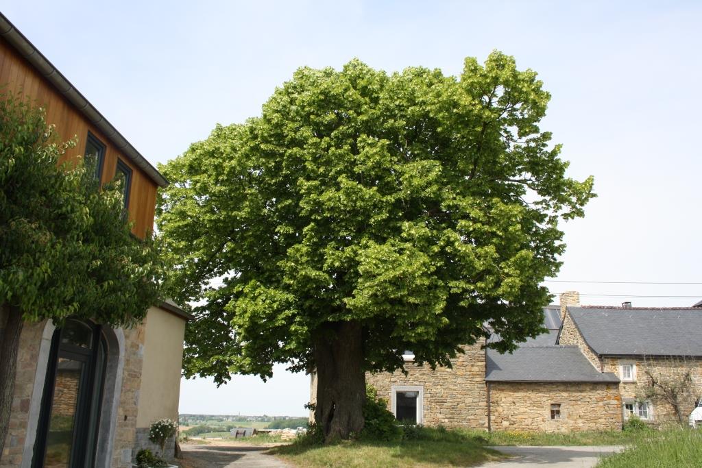 Tilleul de Jassogne ©OTA.jpg