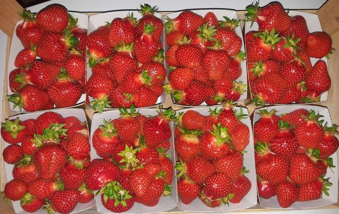 Ramène ta fraise